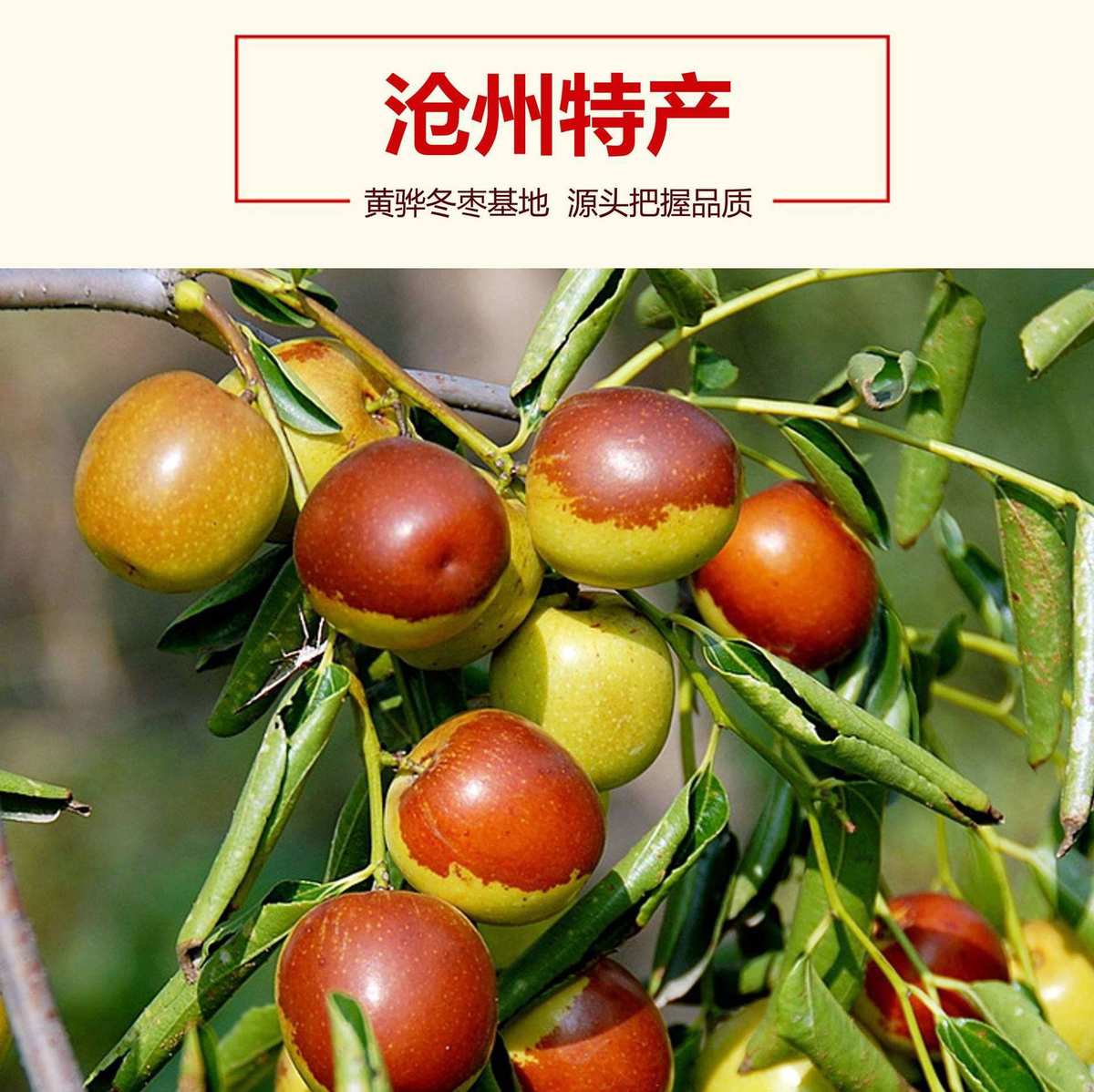 保定信譽(yù)樓源頭直采黃驊冬棗即將上市! - 美篇
