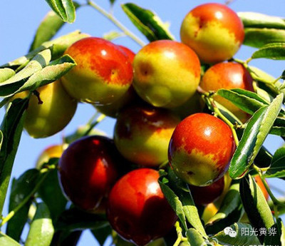 國慶節(jié)來黃驊這十幾種美食千萬別錯(cuò)過!_美食_網(wǎng)