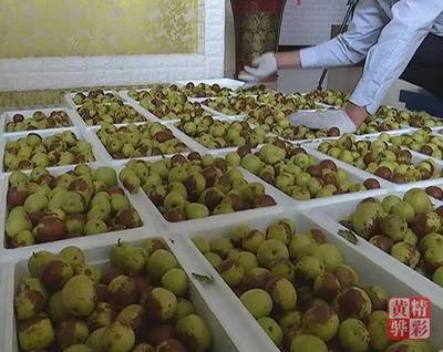 黃驊冬棗市場走俏深受消費(fèi)者青睞