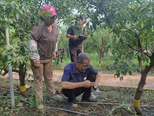 沾化區(qū)黃升鎮(zhèn)開展ec值檢測配方施肥 助力精品沾化冬棗生產(chǎn)