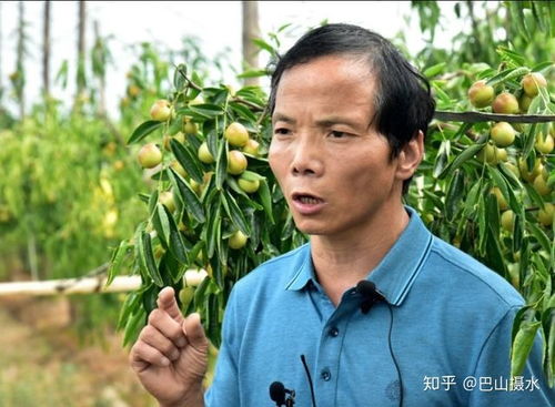 棗 想約你 冬棗分選線推動(dòng)產(chǎn)品標(biāo)準(zhǔn)化升級