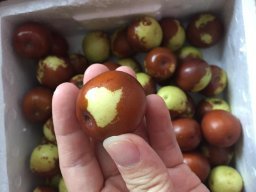 亞馬遜:商品評論: 秋里紅 黃驊鮮冬棗5斤 保鮮盒裝 黃驊孔店冬棗示范基地 現(xiàn)摘現(xiàn)發(fā)(當(dāng)天下單,通常第二天采摘、發(fā)貨)