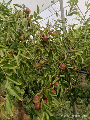 哪里的冬棗最好?山東沾化、河北黃驊、陜西大荔,還是山西、新疆江西或其他地方?